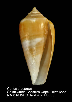 Conus algoensis (7).jpg - Conus algoensis G.B.Sowerby,1834